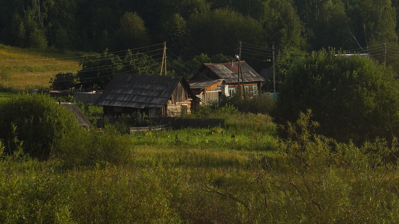 Подсолнухи.