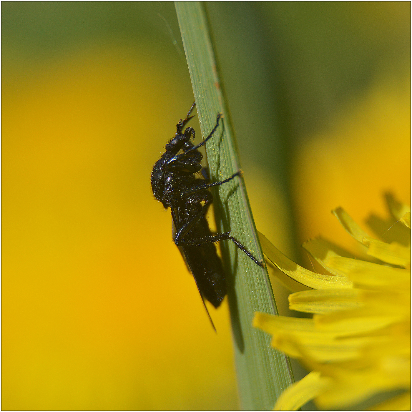 Полуденный отдых.