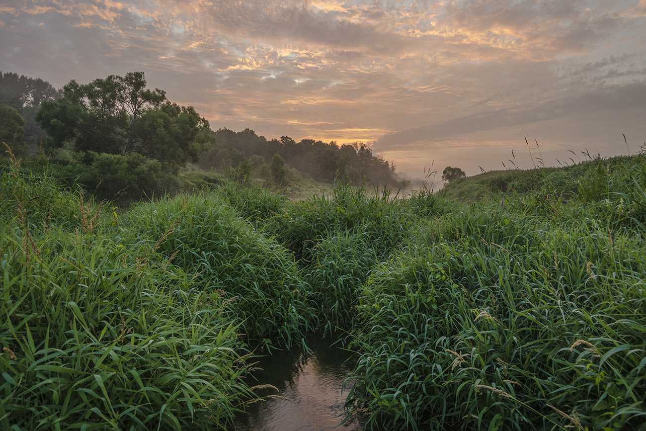 Зелёные гривы протоки