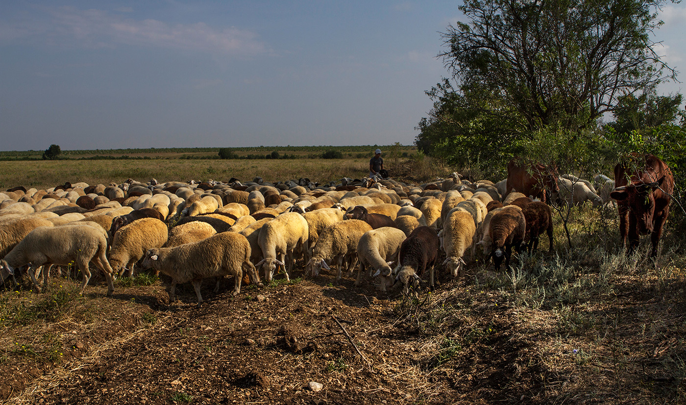 Отара овец