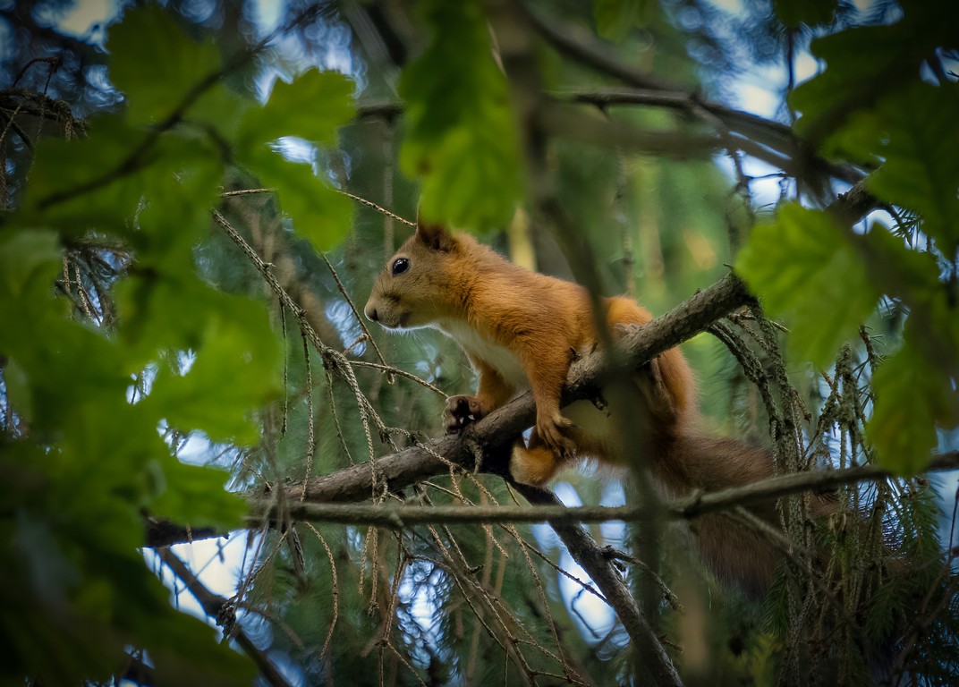 Встреча в лесу