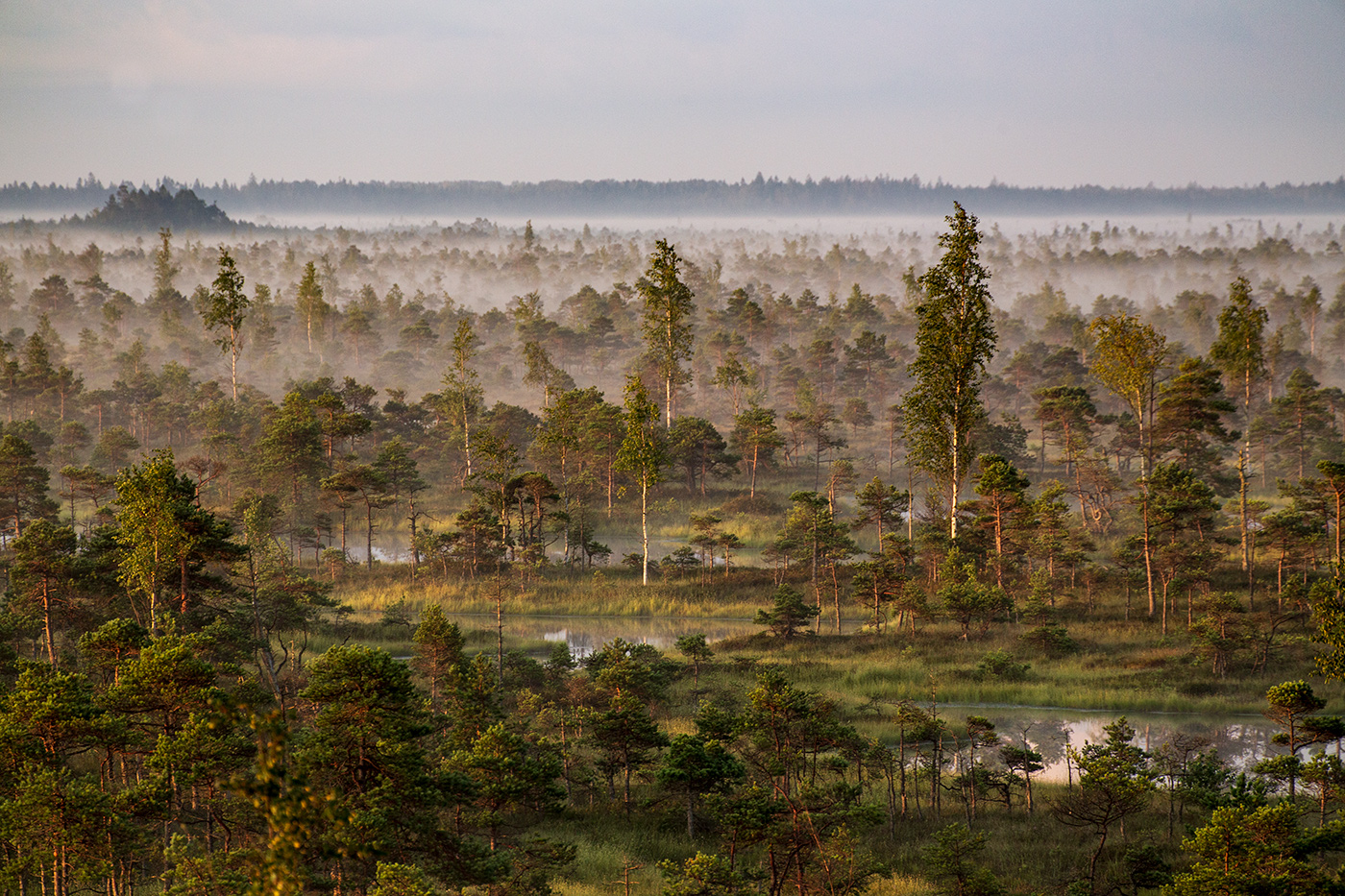 Просторы болотные