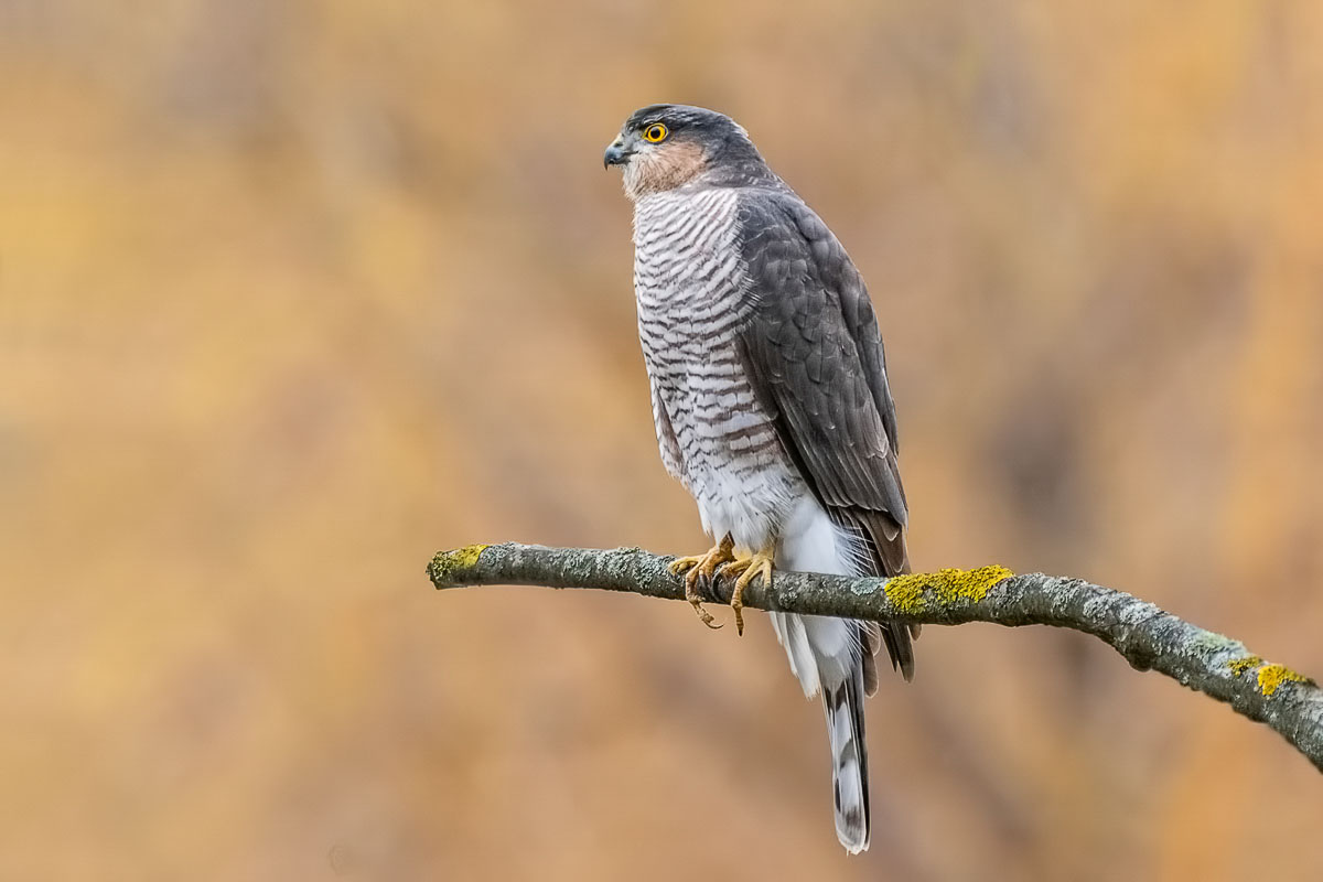 Ястреб перепелятник.