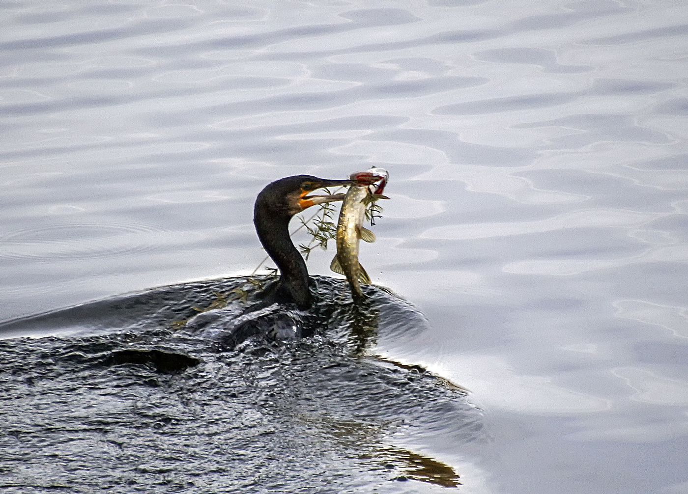 Щучка с приправой