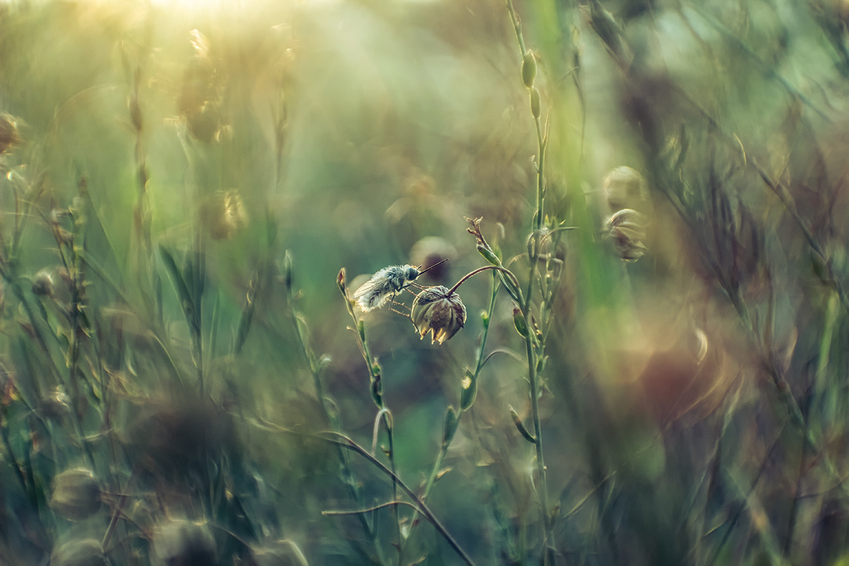 Про одинокого жужжу