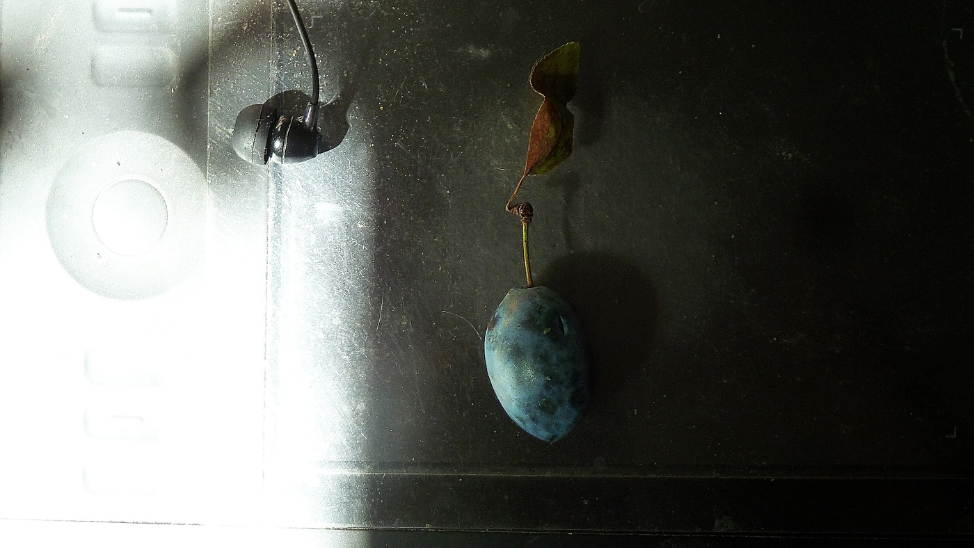 натюрморт со сливой