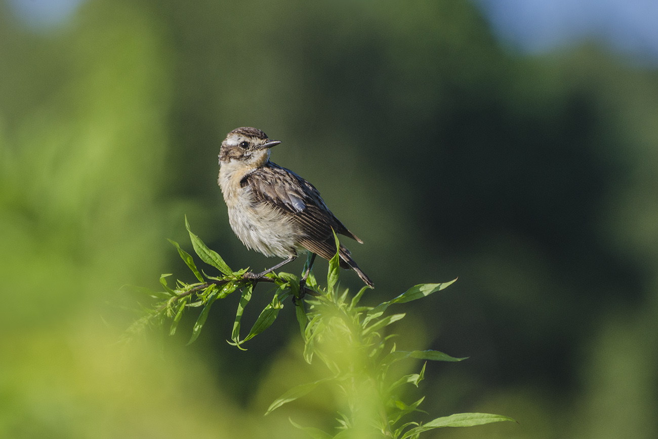 Чекан в июле
