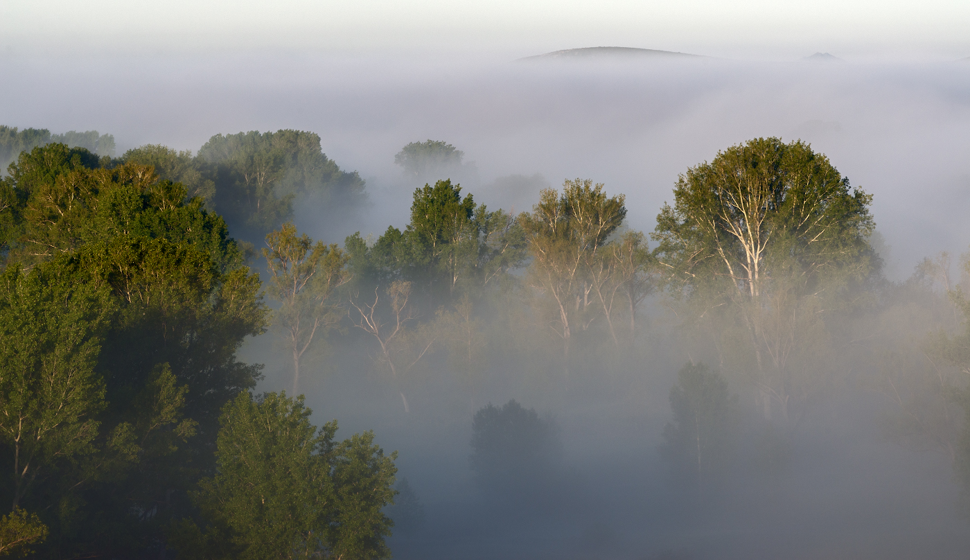 Утро туманное