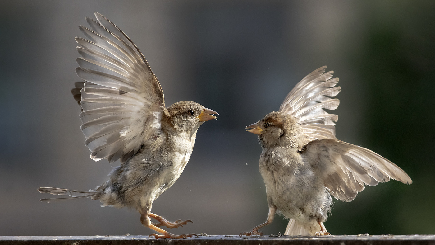 Серьёзный разговор....