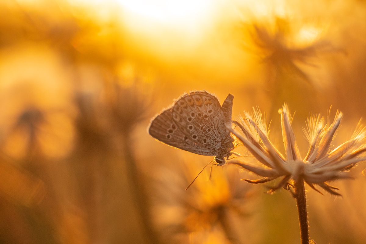 Оранжевое лето