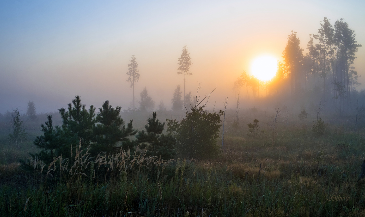Молодые и старые сосны.