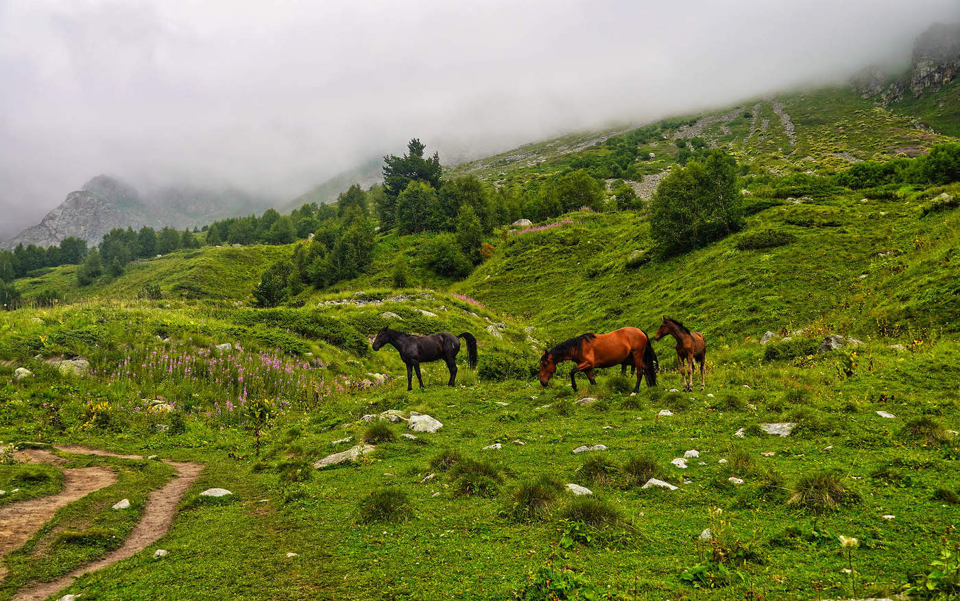 "Ходят кони ...."