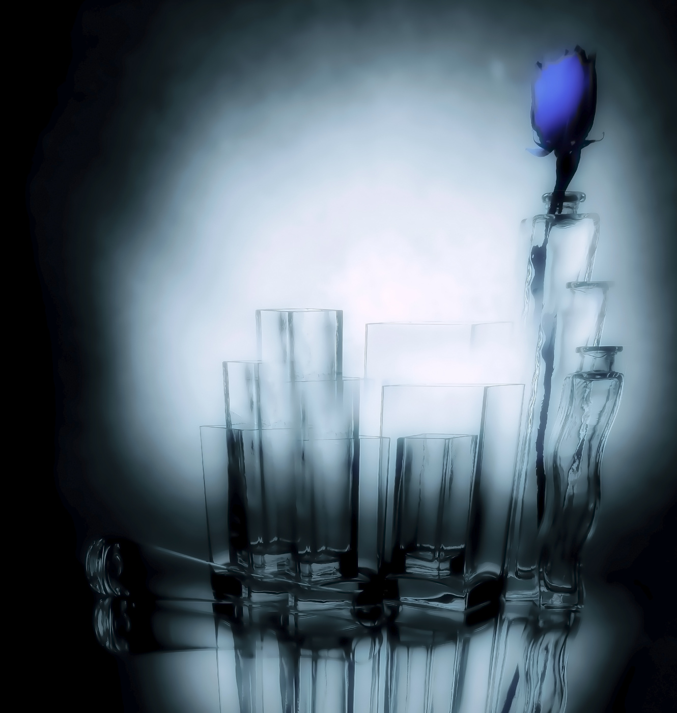 Синяя роза.