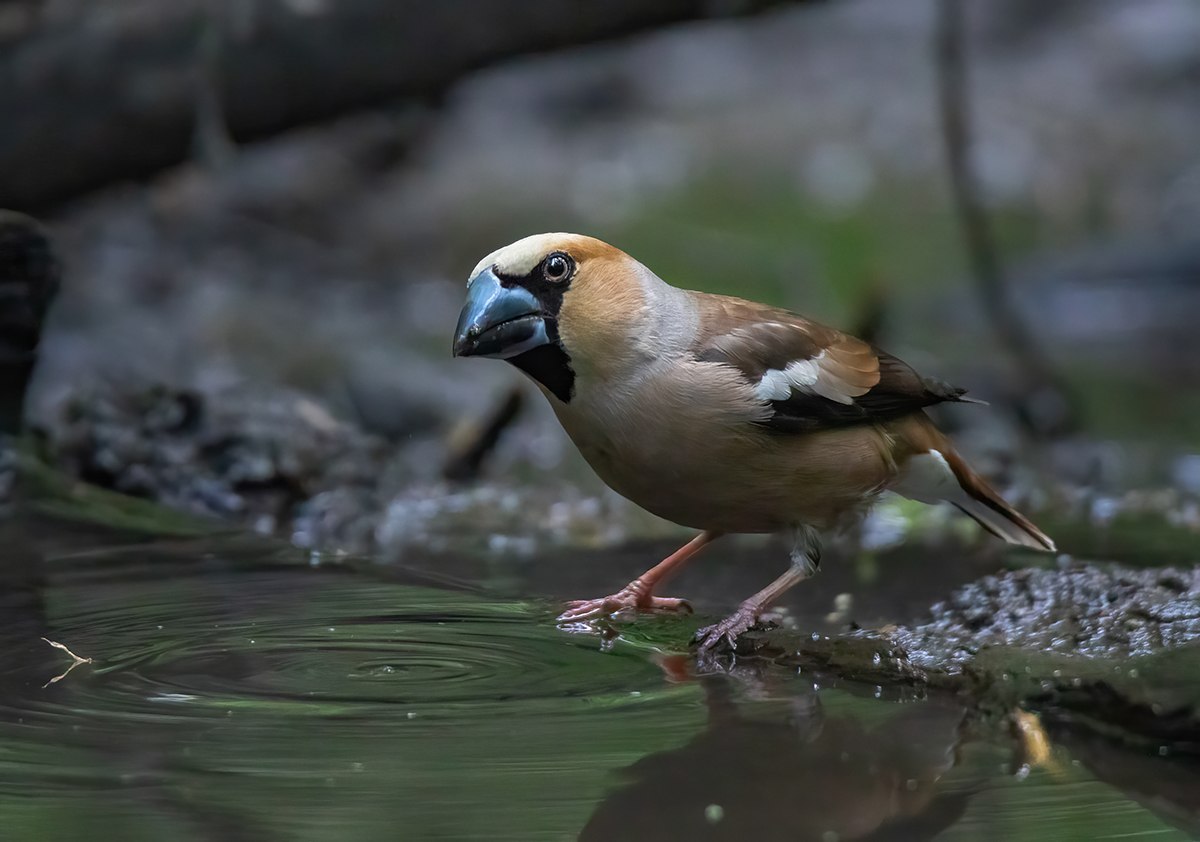 Под сенью леса