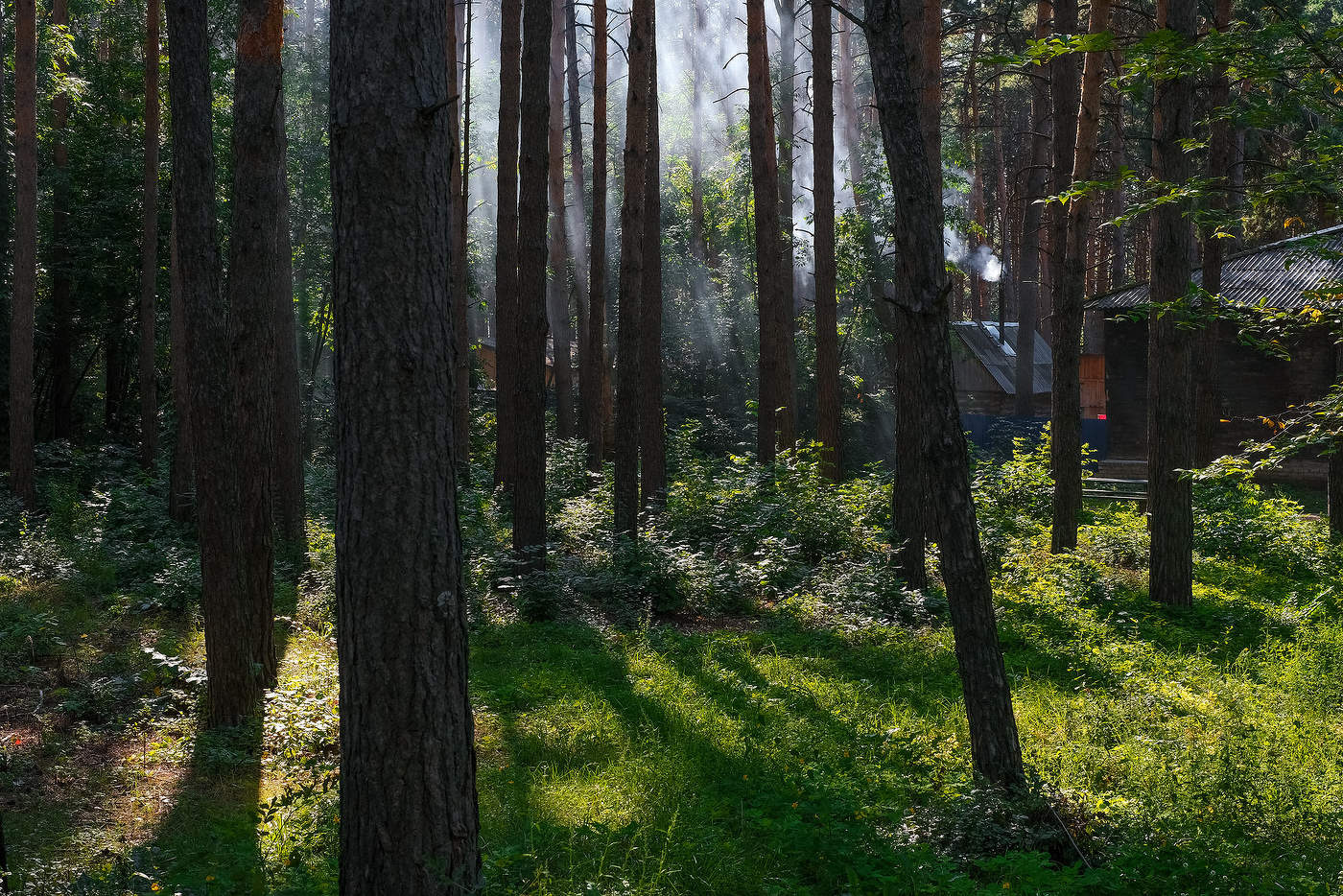 Домик в лесу...