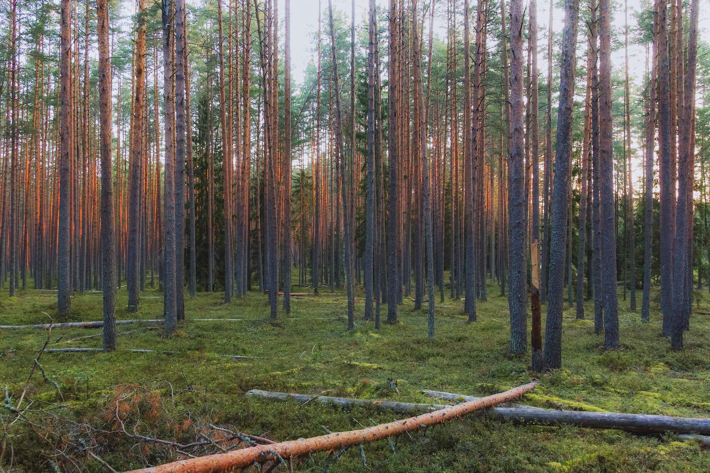 Утро в сосновом бору