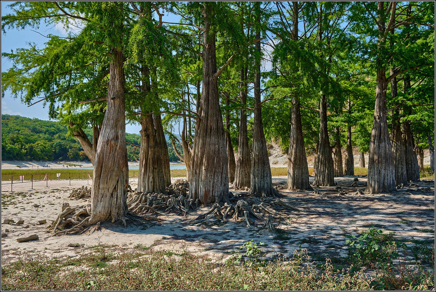 Кипарисовое озеро в окрестностях Анапы.