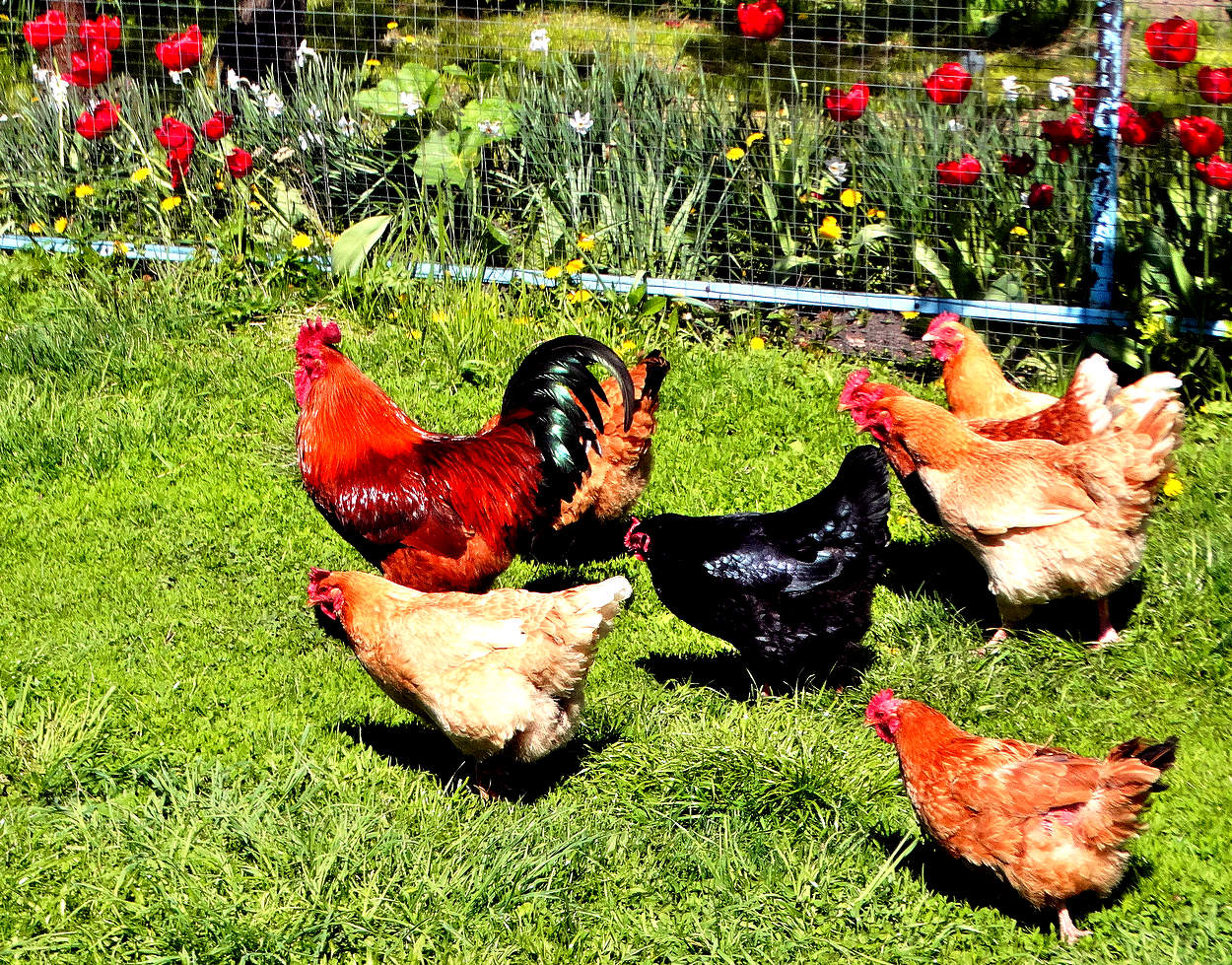 Предводитель