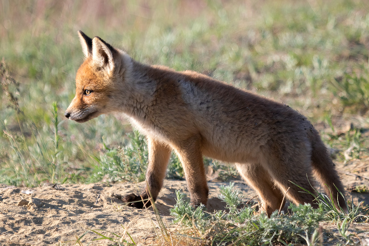 Любопытный