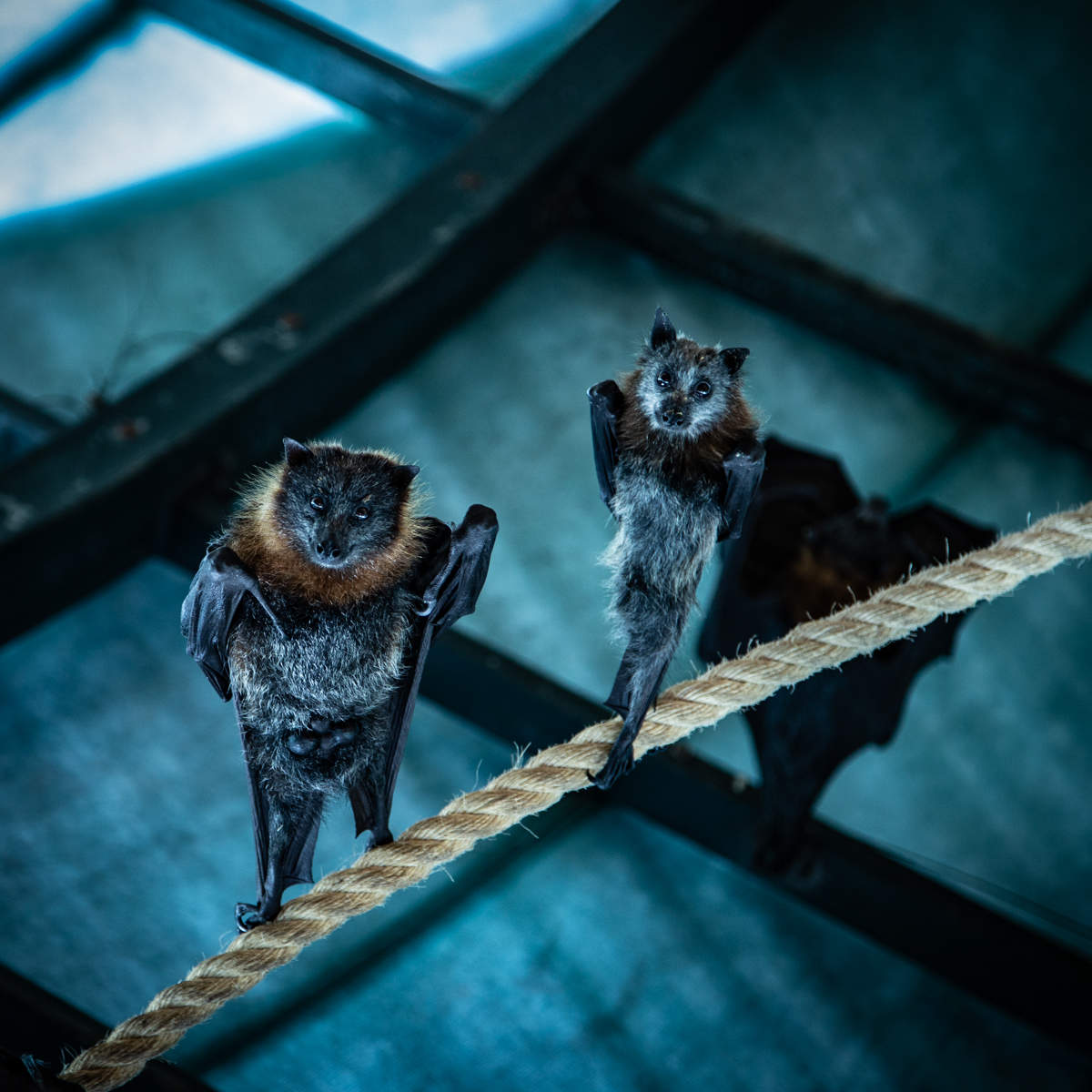 Летучие мышки