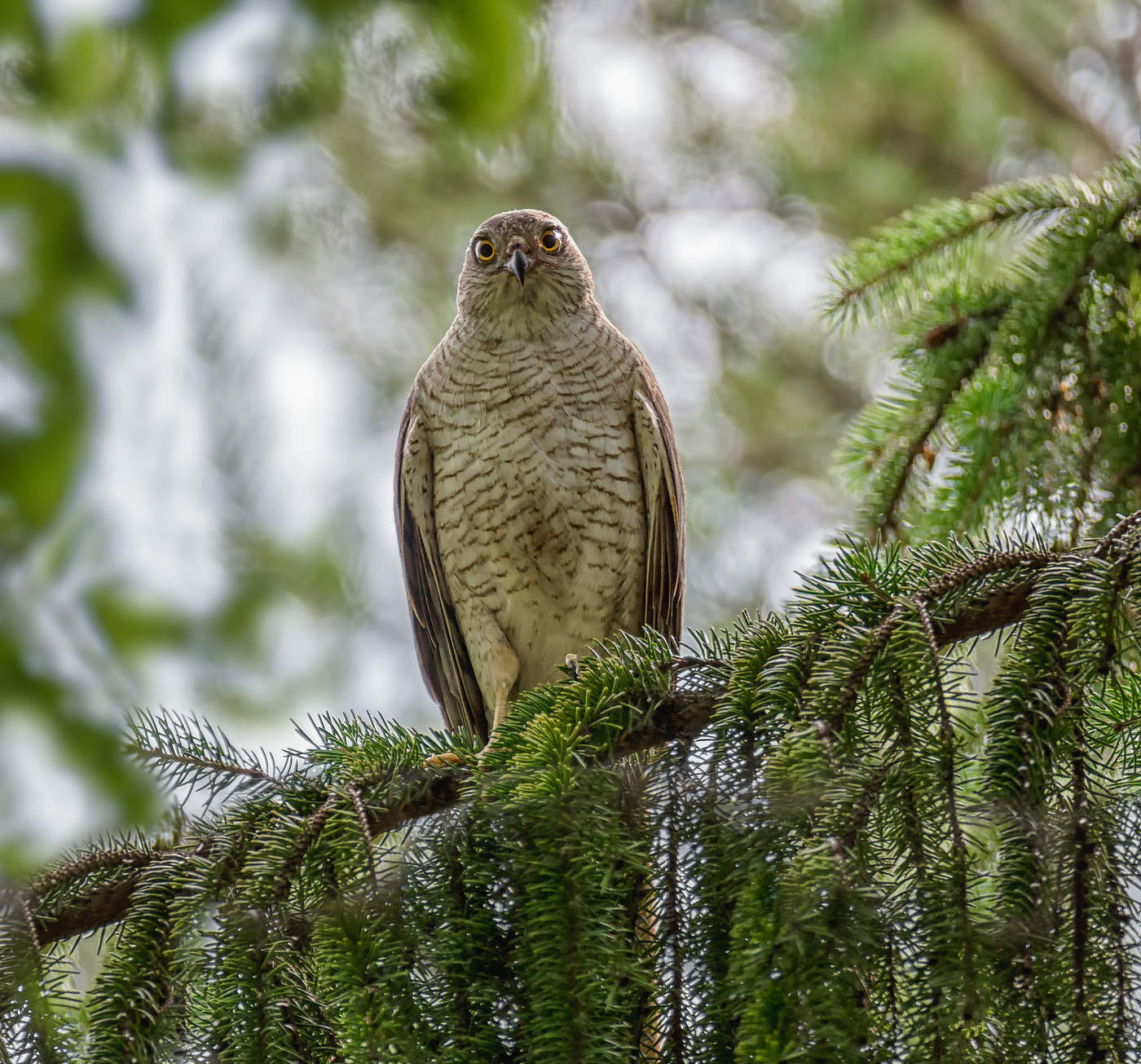 Красавица - мать пяти птенцов.