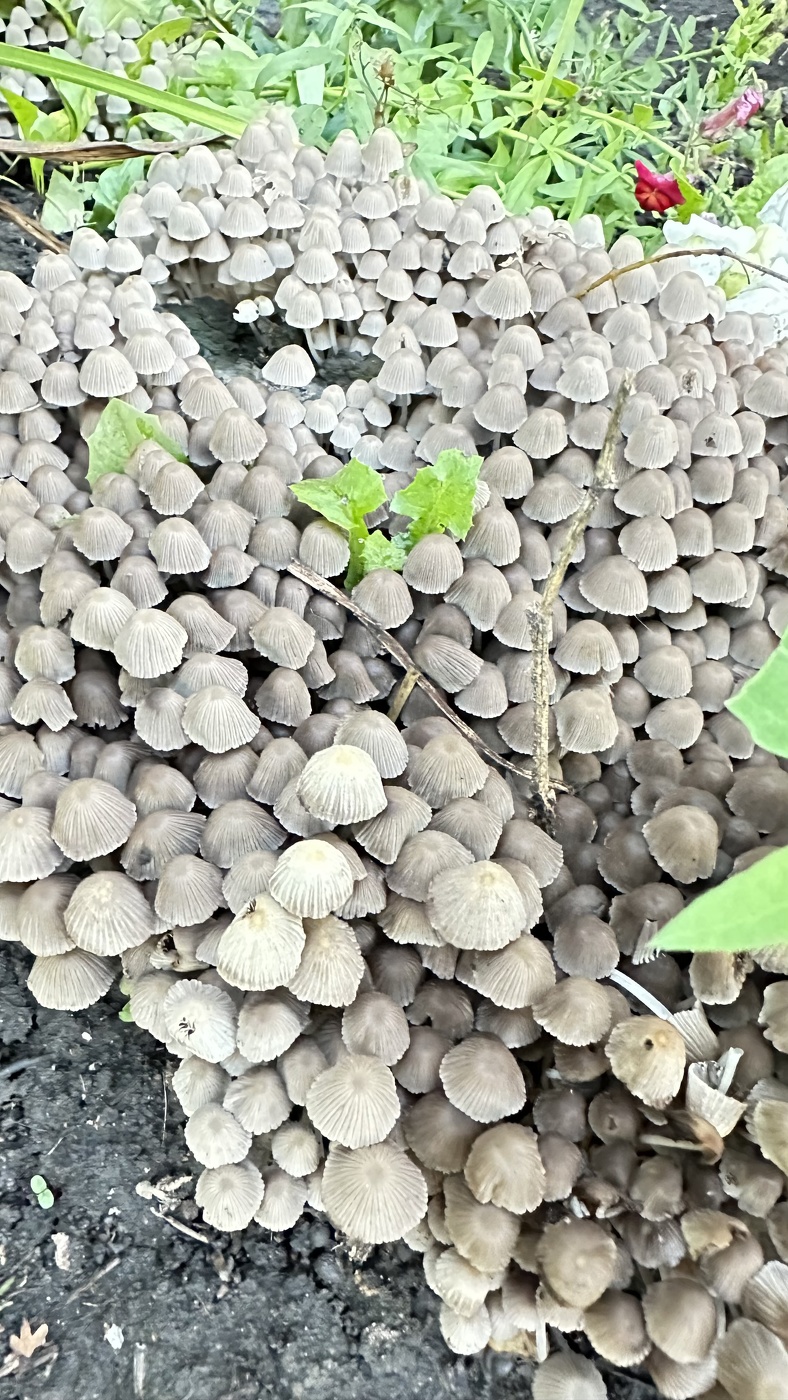 Навозник рассеянный