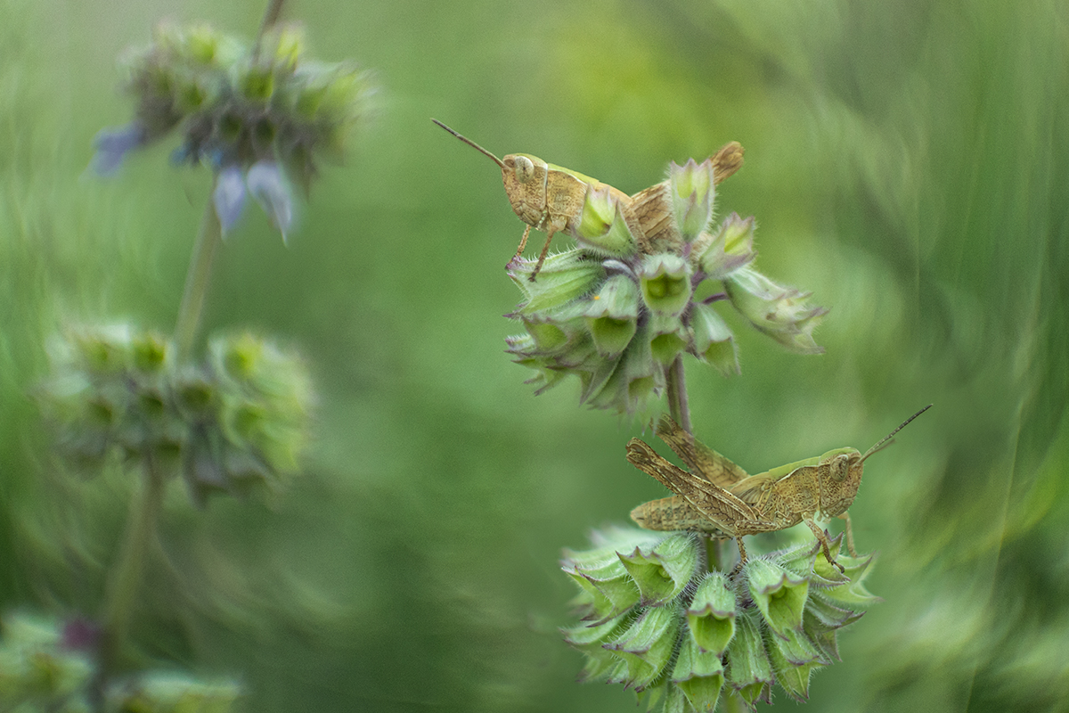 Настройщики граммофонов