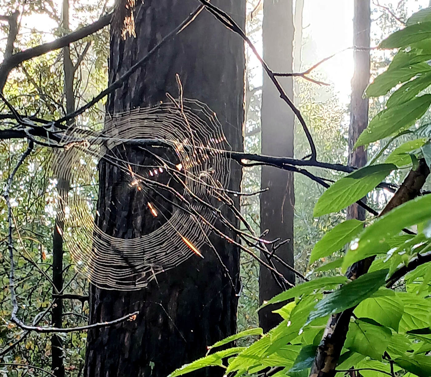 лесные часы