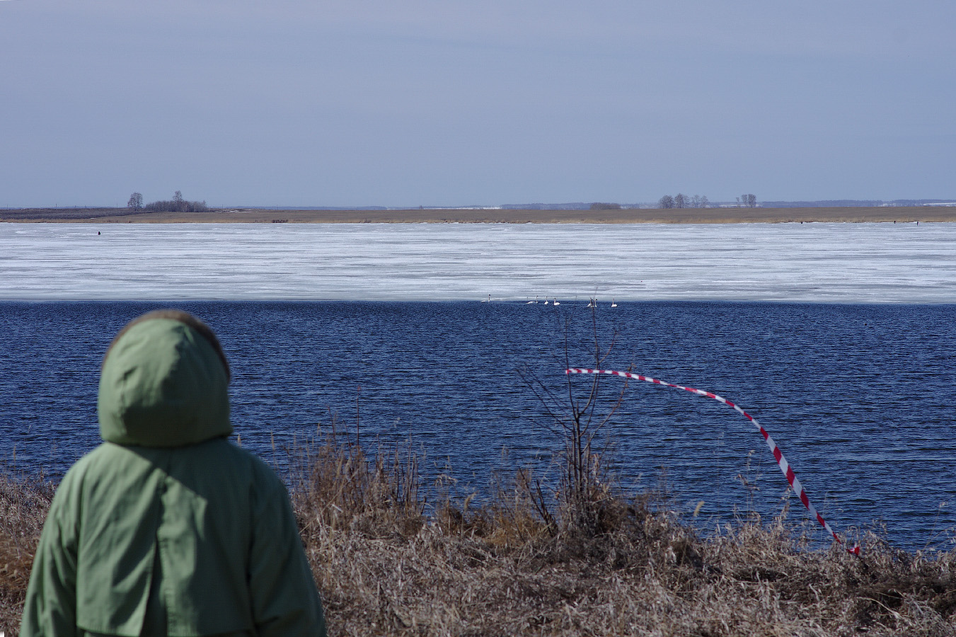 первые лебеди