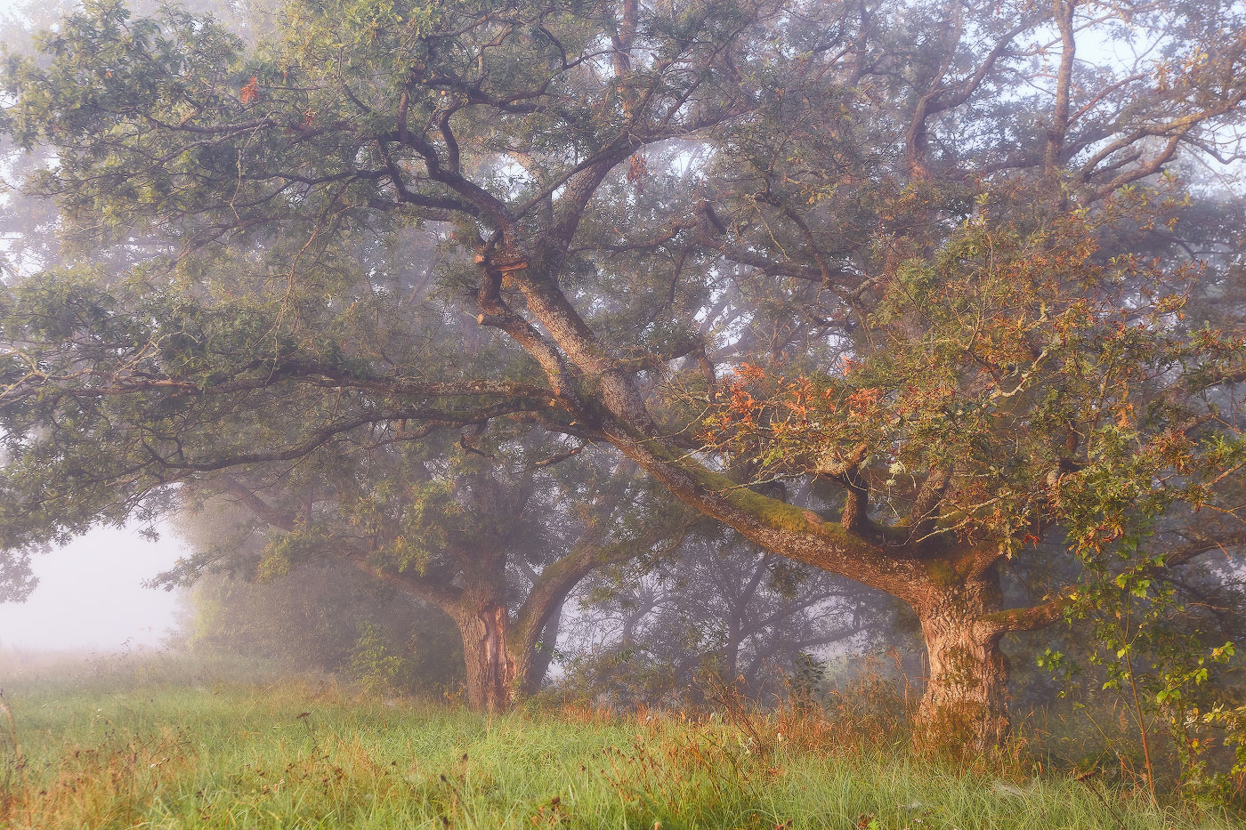 Старая дубрава. Скоро Осень