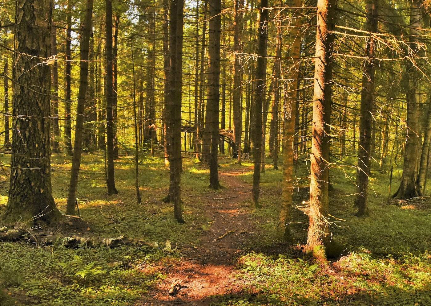 Тропинка ...