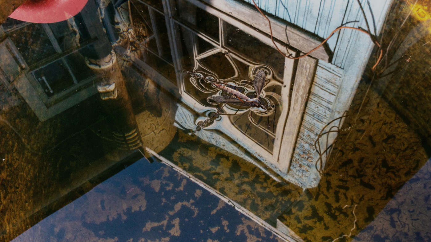 Жизнь вокруг