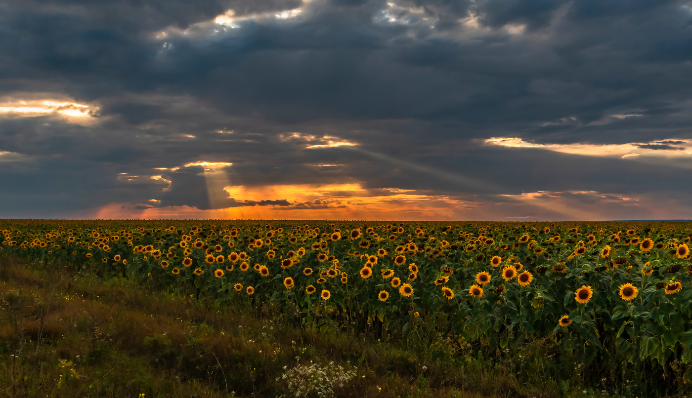 Подсолнуховый вечер.