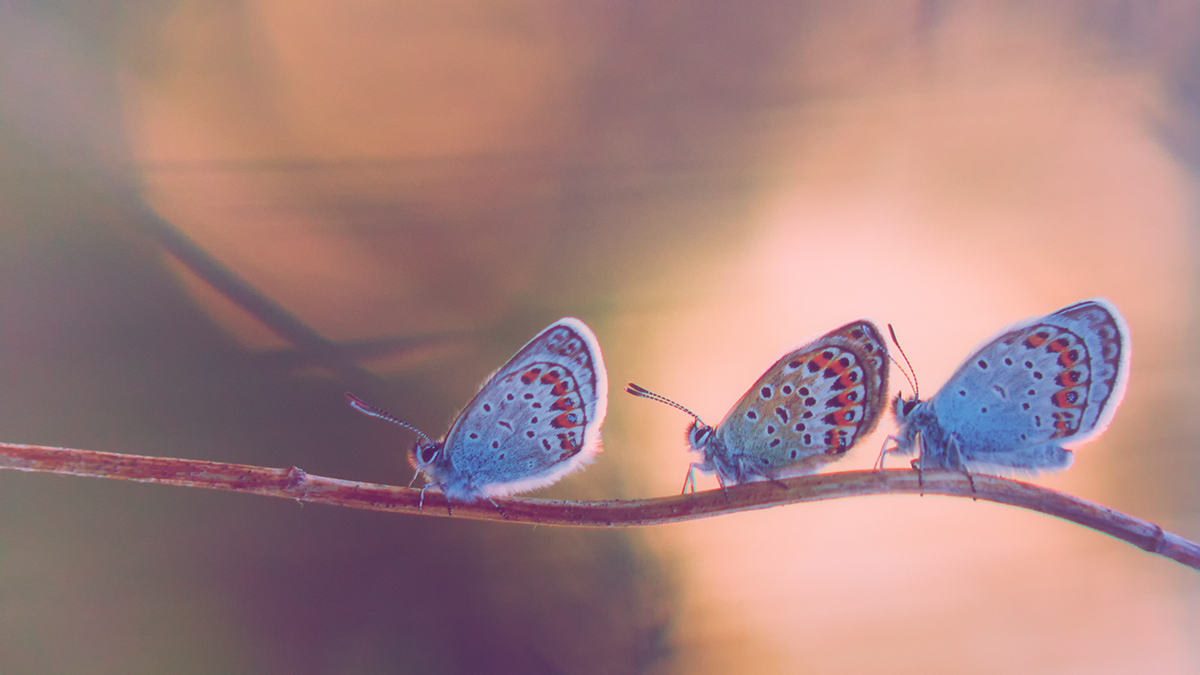 Вместе весело шагать