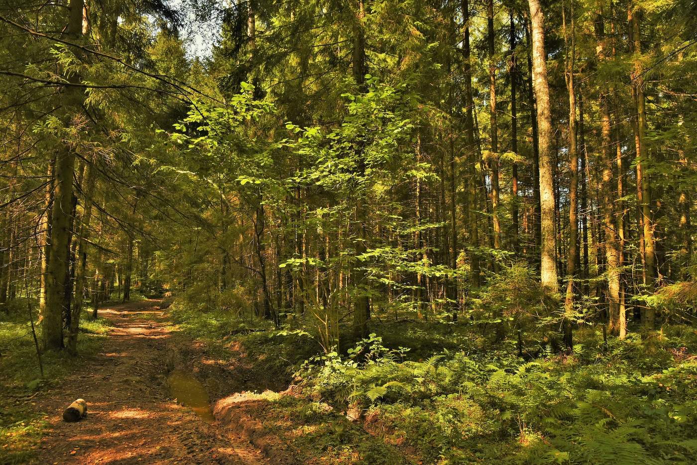 Шел я лесом - за два дня до осени ...