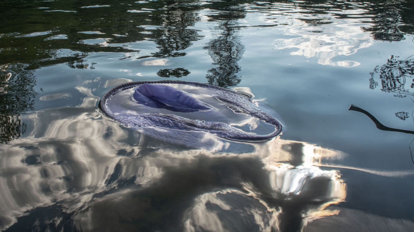 Жизнь вокруг