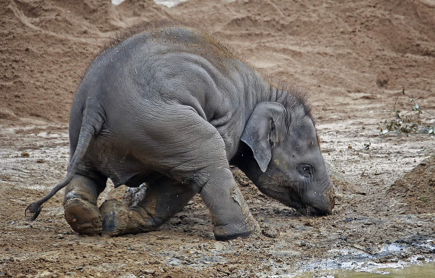 Шел, споткнулся, упал