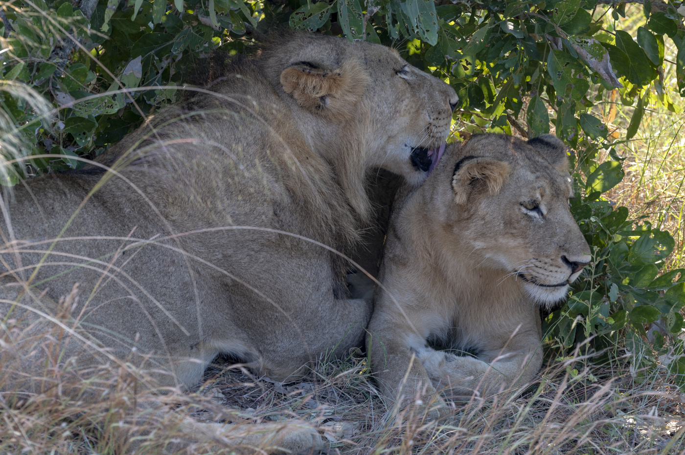 Кошачьи нежности