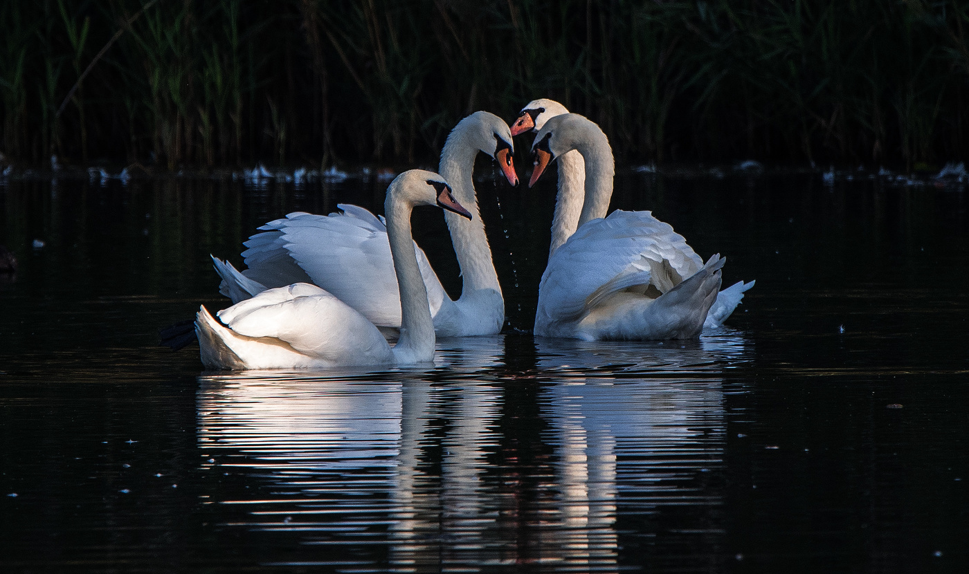Соперничество.