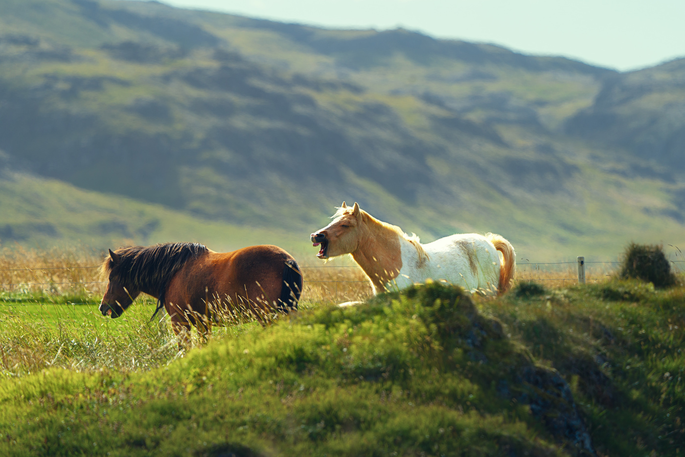 Исландские лошадки