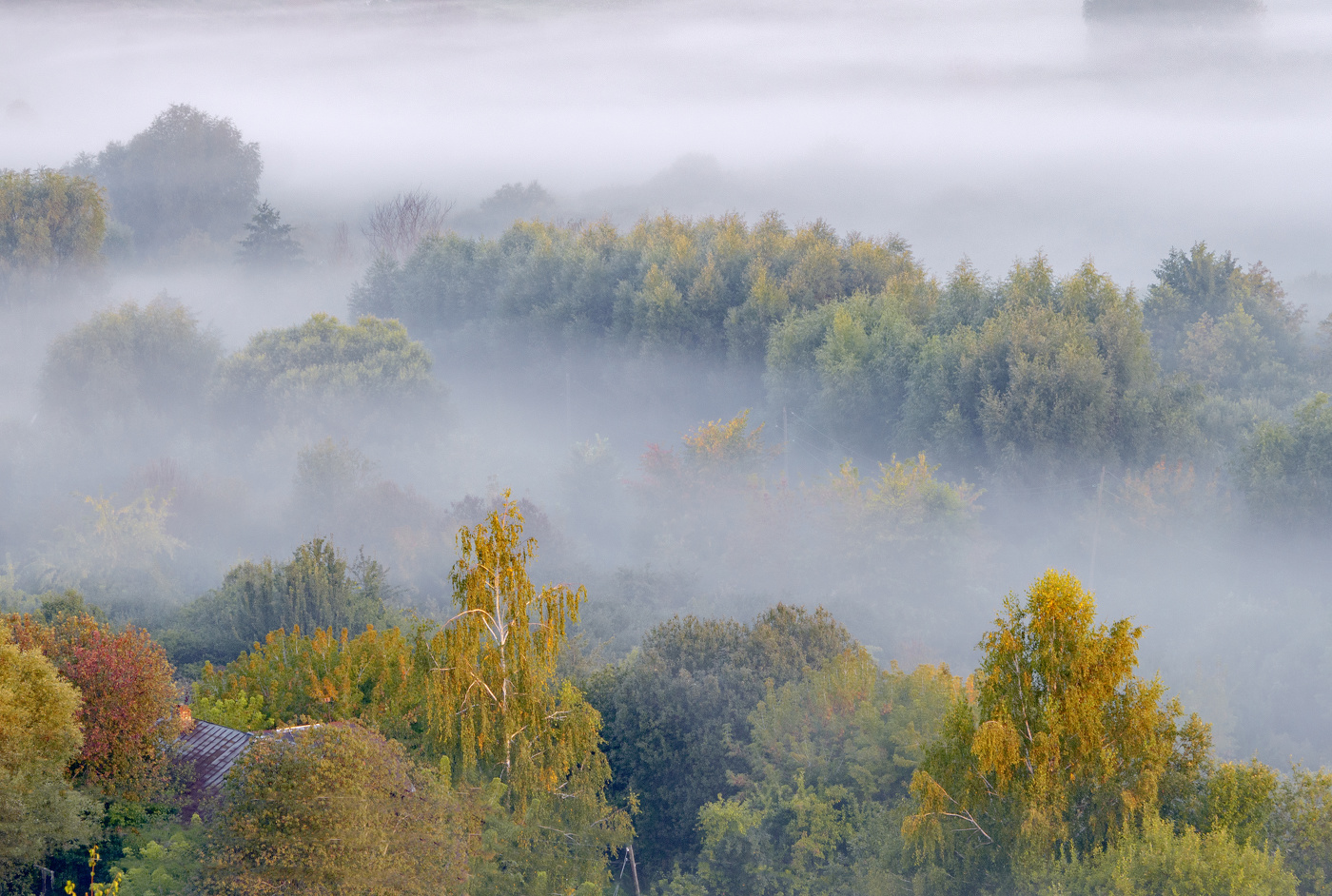 Туман августа