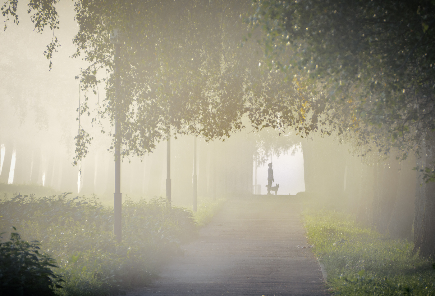 Туманная аллея
