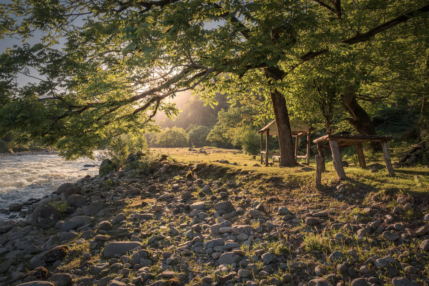 Hazel Tree By The River