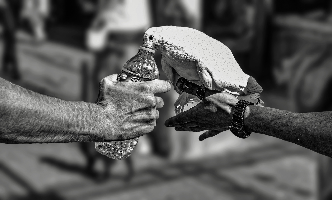 Напоите птиц в жару....