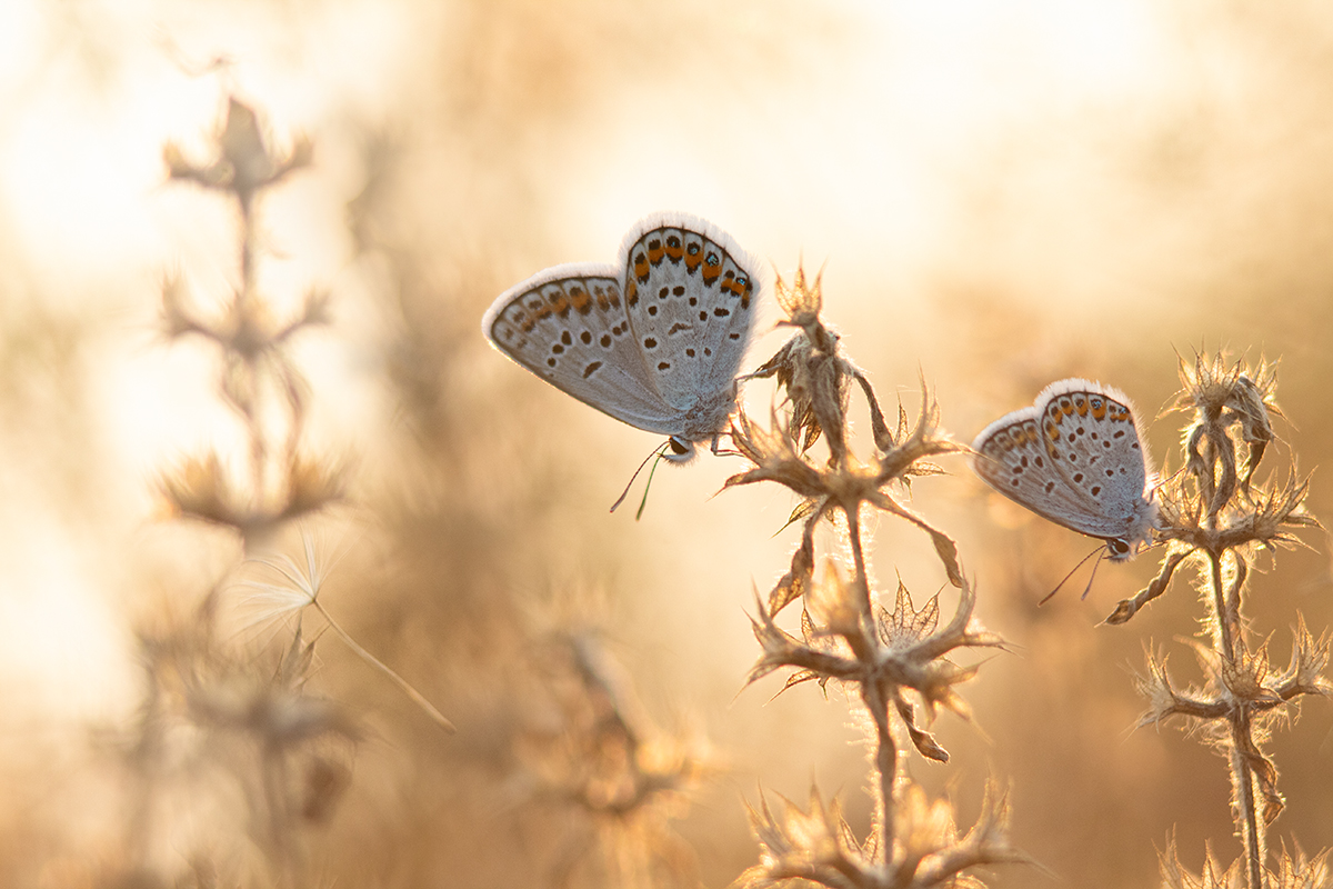Две бабочки и пушинка