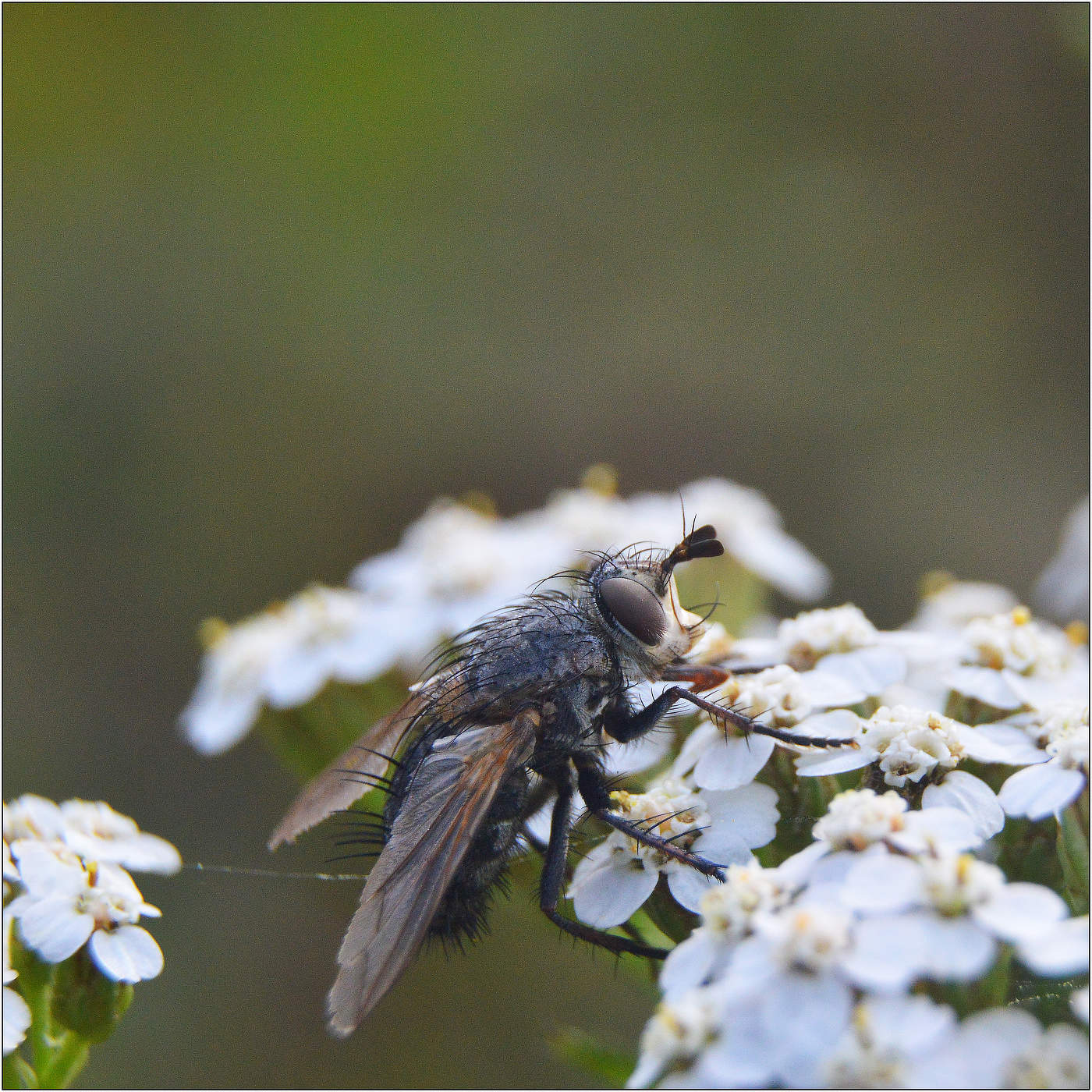 Поздний завтрак.