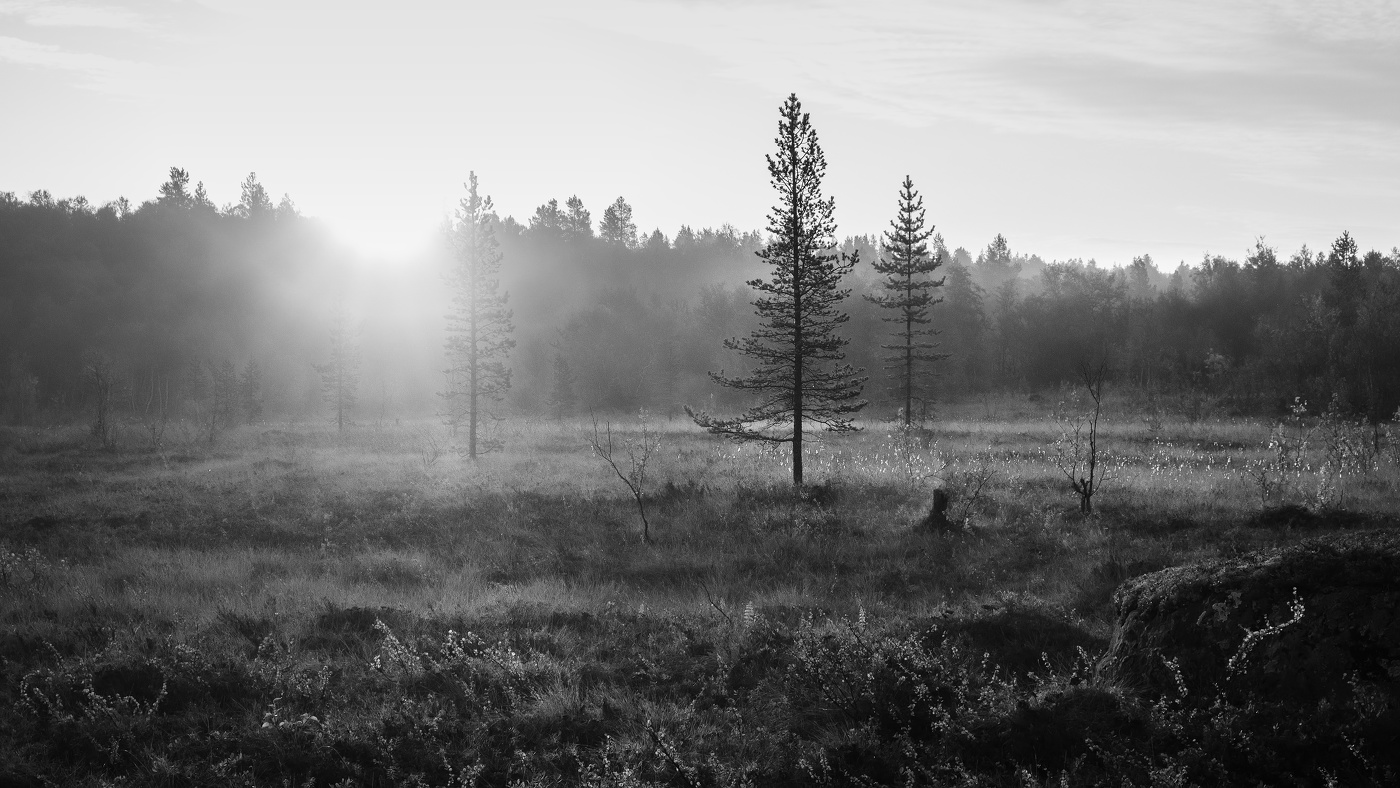 #СныЛеса... Пробуждение