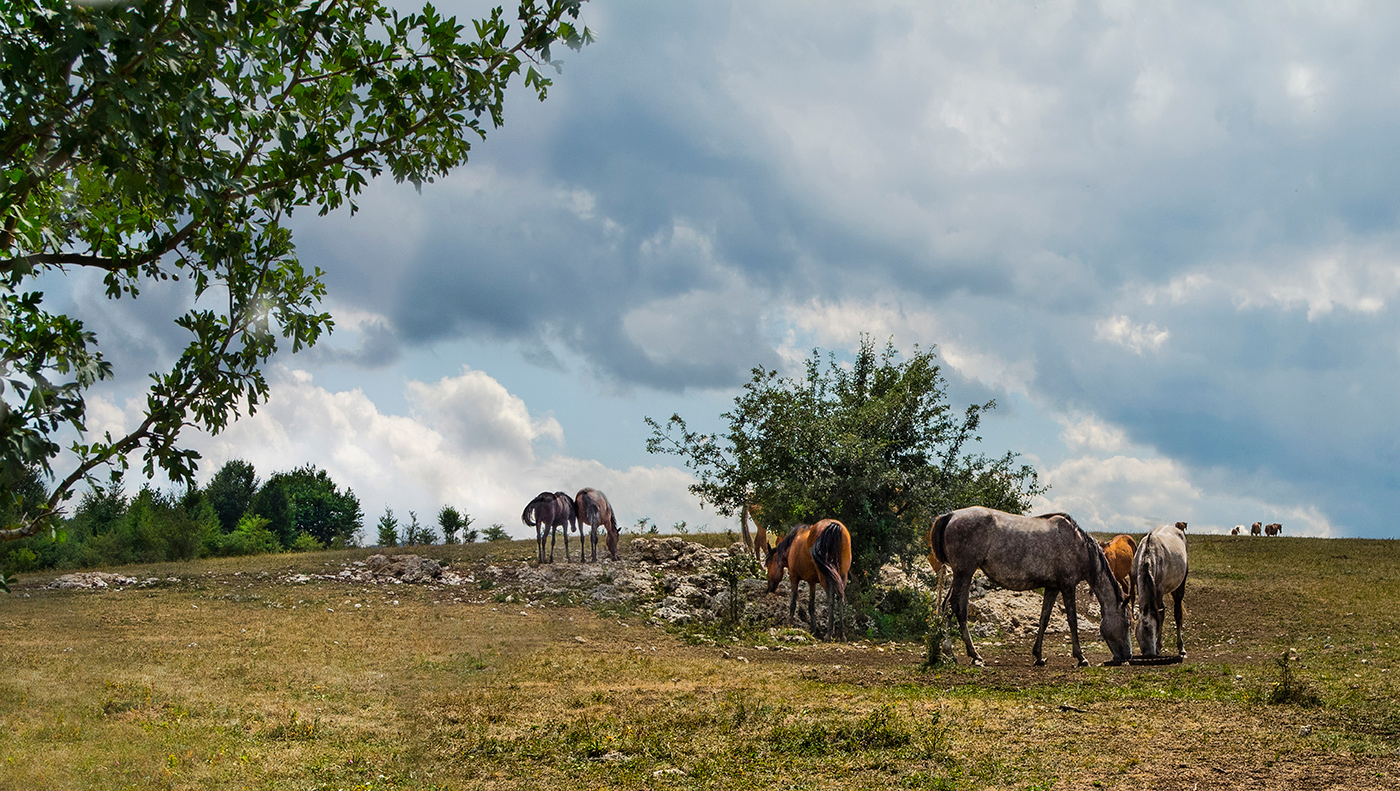 Свободный выпас