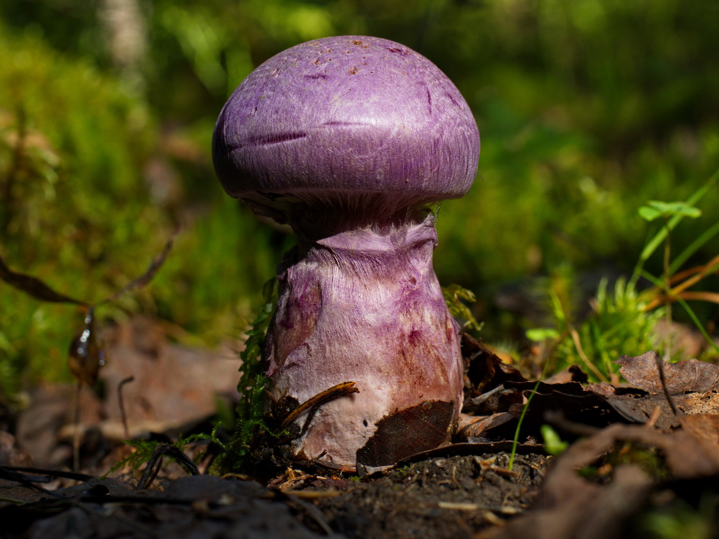 Фиолетовое чудо