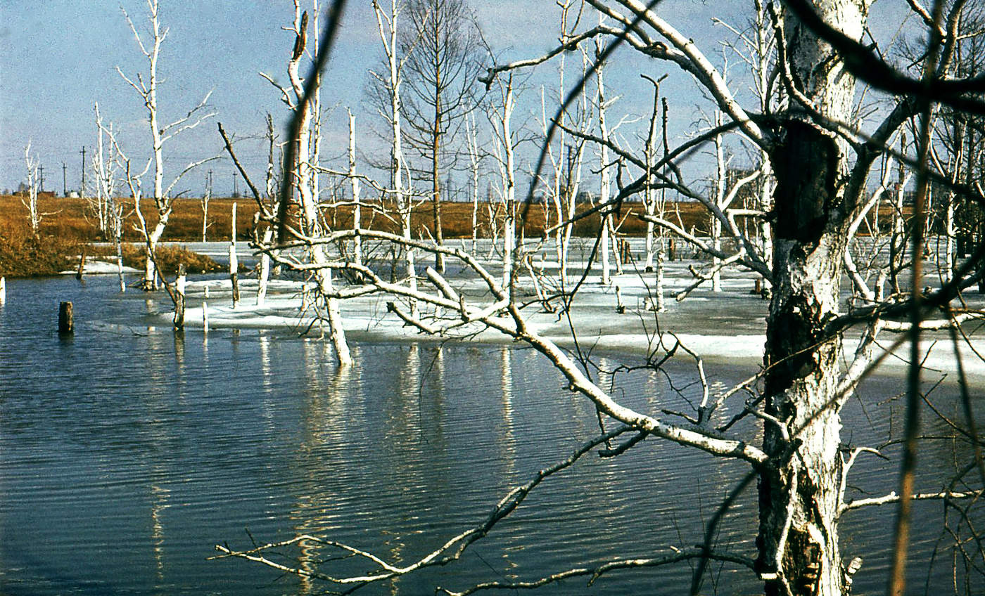 Весна на болоте